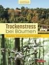 Trockenstress bei Bäumen