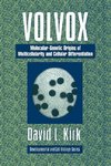 Volvox