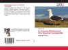 La Gaviota Dominicana. Una Especie Cosmopolita