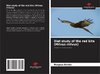 Diet study of the red kite (Milvus milvus)