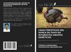 CARACTERÍSTICAS DEL SEMEN DE PAVO EN DIFERENTES GRUPOS GENÉTICOS