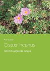 Cistus incanus