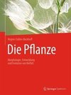 Die Pflanze