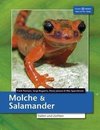 Molche und Salamander