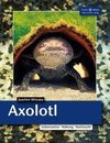 Axolotl