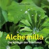 Alchemilla