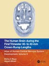 The Human Brain during the First Trimester 40- to 42-mm Crown-Rump Lengths