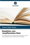 Reaktion von verpflanztem Reis