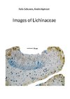 Images of Lichinaceae