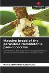 Massive brood of the parasitoid Hambletonia pseudococcina