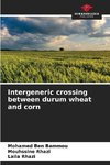 Intergeneric crossing between durum wheat and corn