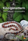 Königsnattern