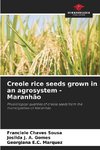 Creole rice seeds grown in an agrosystem - Maranhão