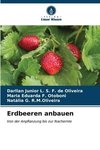 Erdbeeren anbauen