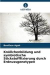 Knöllchenbildung und symbiotische Stickstofffixierung durch Erdnussgenotypen