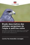 Étude descriptive des cellules sanguines de l'aigle à poitrine noire