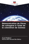 Démonstration de fibres de collagène à l'aide de la coloration de Geimsa