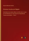 Échinides fossiles de l'Algérie