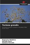 Tectona grandis