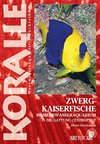 Zwergkaiserfische im Meerwasseraquarium