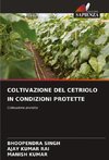 COLTIVAZIONE DEL CETRIOLO IN CONDIZIONI PROTETTE