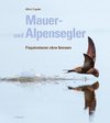 Mauer- und Alpensegler