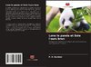 Lone le panda et Sole l'ours brun