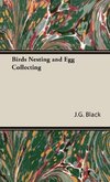 Birds Nesting and Egg Collecting