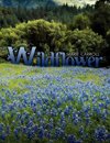 Wildflower