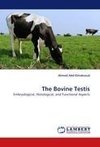 The Bovine Testis