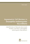 Asymmetric Cell Division in Drosophila melanogaster Neuroblasts