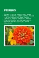 Prunus