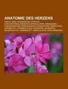 Anatomie des Herzens