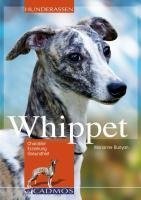 Whippet