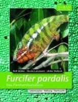 Furcifer pardalis. Das Panterchamäleon