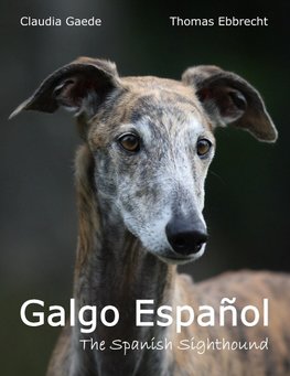 Galgo Español