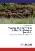 FOLLICULAR OOCYTES IN BUFFALOES (Bubalus bubalis):