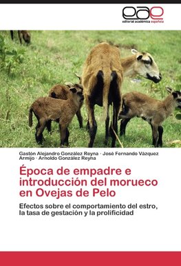 Época de empadre e introducción del morueco en Ovejas de Pelo