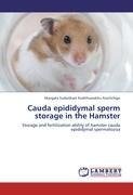 Cauda epididymal sperm storage in the Hamster