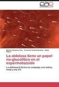 La aldolasa tiene un papel no-glucolítico en el espermatozoide