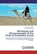 Microscopy and Ultrasonography of the Testis of Dromedary Camel