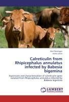 Calreticulin from Rhipicephalus annulatus infected by Babesia bigemina