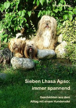 Sieben Lhasa Apso: immer spannend