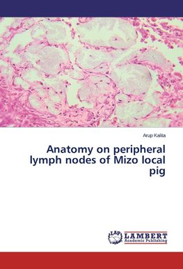 Anatomy on peripheral lymph nodes of Mizo local pig