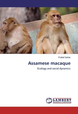 Assamese macaque