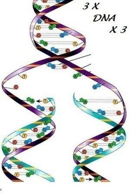 3 X DNA X 3