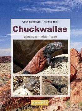 Chuckwallas