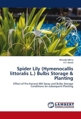 Spider Lily (Hymenocallis littoralis L.) Bulbs Storage & Planting