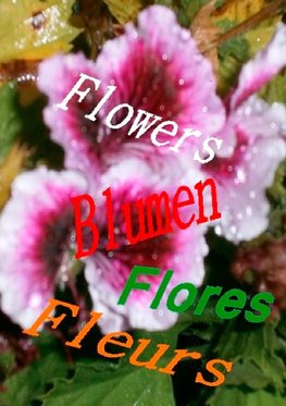 Flowers Blumen Fleurs Flores