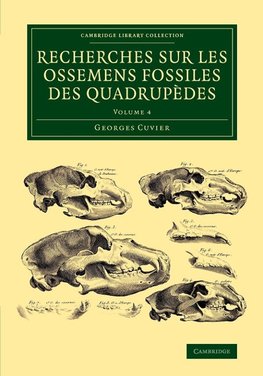 Recherches sur les ossemens fossiles des quadrupèdes - Volume             4